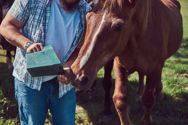 Бородатый фермер в фланелевой рубашке и джинсах скармливает лошадь зеленому полю
. - Фото, изображение