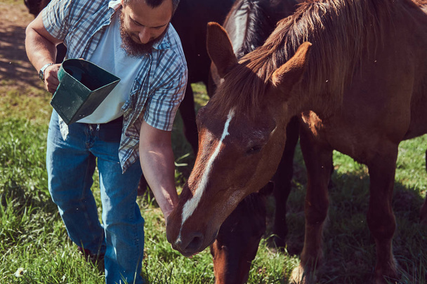 Ένας γενειοφόρος αγρότης σε ένα πουκάμισο φανέλα και τζιν ζωοτροφών ένα άλογο σε ένα πράσινο λιβάδι. - Φωτογραφία, εικόνα