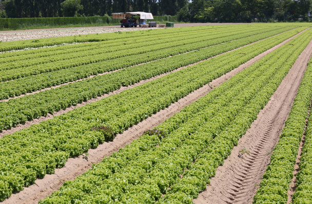 długie rzędy zielonej sałaty w pola uprawne w lecie - Zdjęcie, obraz