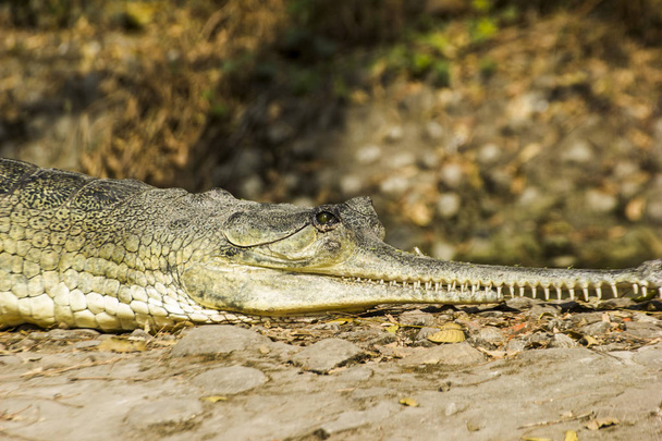 Wildgefährliches Krokodil in der Natur - Foto, Bild
