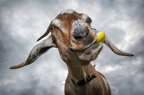 Divertido marrón cabra masticar manzana amarilla
  - Foto, Imagen