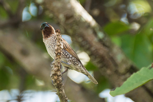 Bird On Branches Of Trees, Species (Scaly-breasted Munia; Lonchura punctulata - Photo, Image
