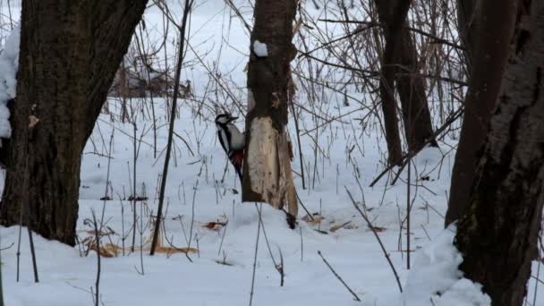 Buntspecht reißt Baumrinde ab auf der Suche nach Larvenformen von Borkenkäfern und Waldbohrern (Dendrocopos major)) - Filmmaterial, Video