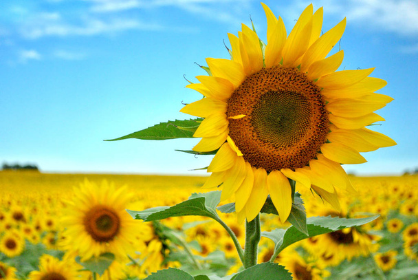 Sunflower Standing Tall - Photo, Image
