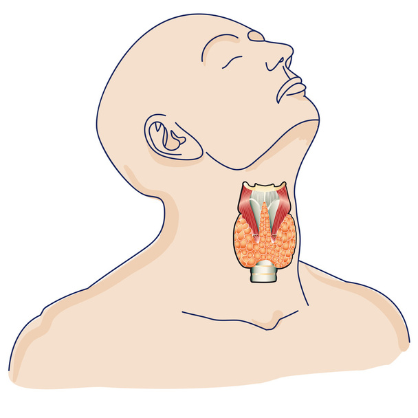 Щитовидная железа в организме человека
 - Вектор,изображение
