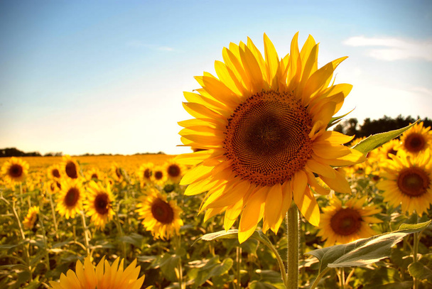 Gebied van zonnebloemen - Foto, afbeelding