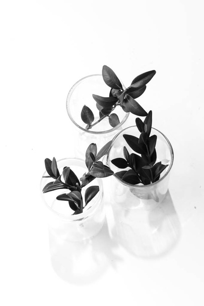 три зеленые травы растения в стаканах изолированы на белом фоне
 - Фото, изображение