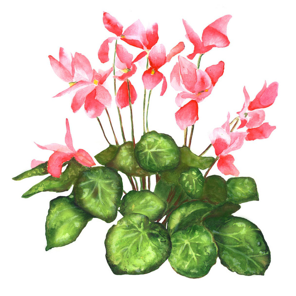 Flower cyclamen realistic - Photo, Image
