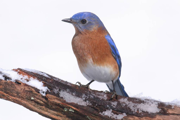 Αρσενικό Ανατολική Bluebird στο χιόνι - Φωτογραφία, εικόνα