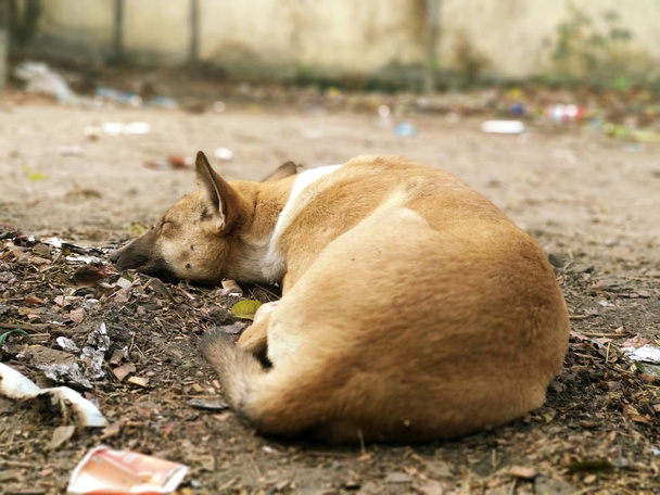 Um cão de rua dormindo calmamente
 - Foto, Imagem