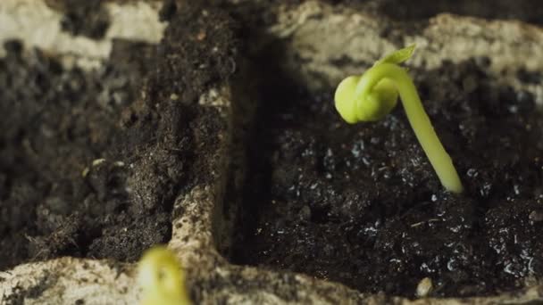 male hand planting young plant - Footage, Video