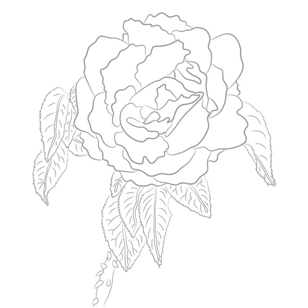 Vector Drawing of Rose for Coloring Book - Vektör, Görsel