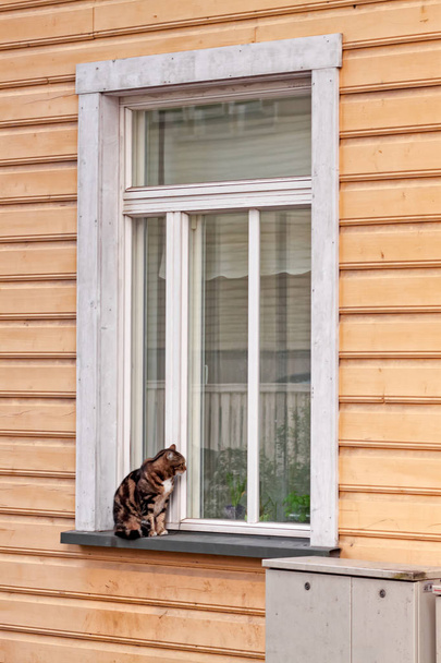 Kissa etsii sisään
 - Valokuva, kuva