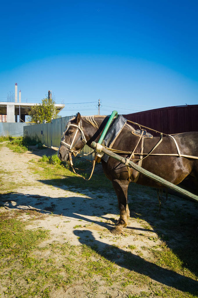 Porträt eines eingespannten Pferdes - Foto, Bild