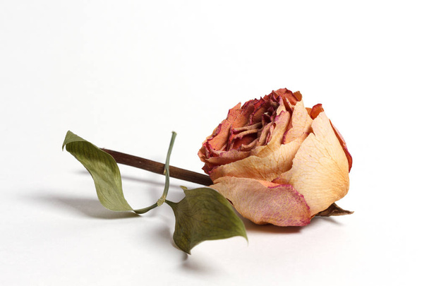Dried rose on white background - Zdjęcie, obraz