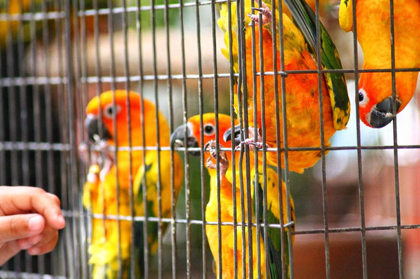 Барвисті маленькі папуги в клітці птаха
 - Фото, зображення