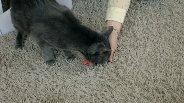 Ręka zbliżenie pieszczoty zabłąkać się kot, który siedzi na dywanie domu - Materiał filmowy, wideo