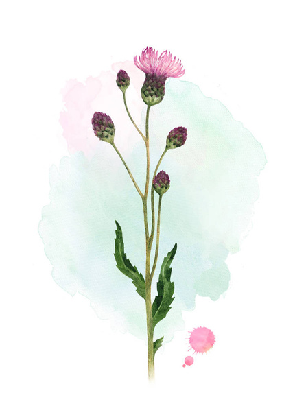 Watercolor illustration of a thistle flower - Foto, Imagem
