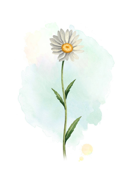 Watercolor illustration of a chamomile flower  - Foto, afbeelding