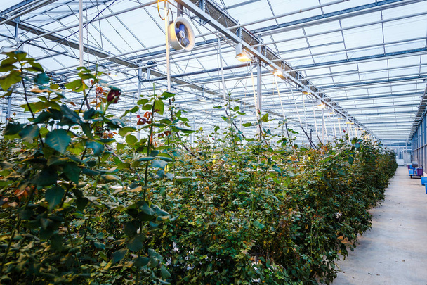 interior of a greenhouse for growing flowers and plants - Valokuva, kuva
