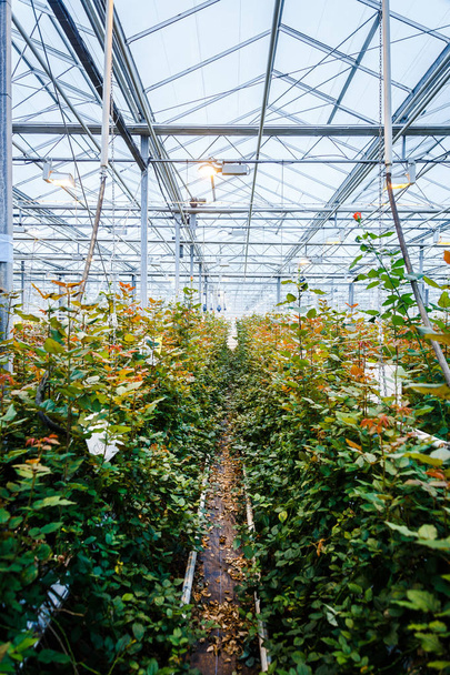 interior of a greenhouse for growing flowers and plants - Fotografie, Obrázek