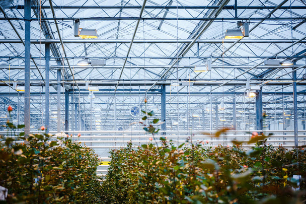 interior of a greenhouse for growing flowers and plants - Fotografie, Obrázek