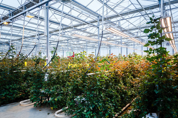 interiér skleník pro pěstování květin a rostlin - Fotografie, Obrázek