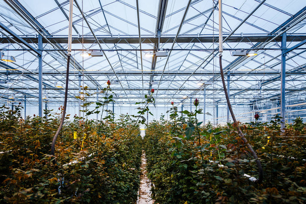 interior of a greenhouse for growing flowers and plants - Foto, Bild