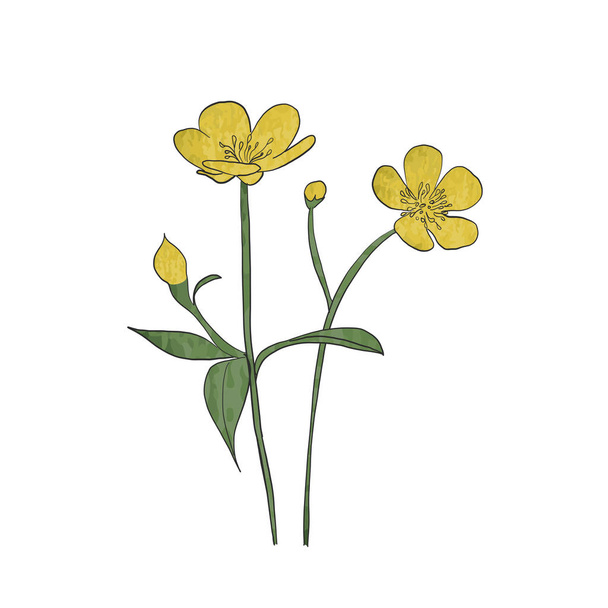 Fleur de buttercup dessinée à la main, vecteur - Vecteur, image