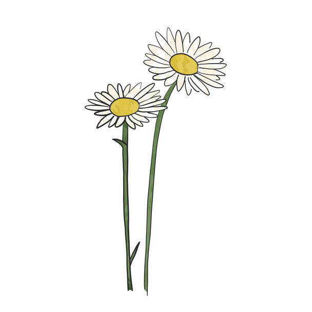 Hand getekende daisy bloem, vector - Vector, afbeelding