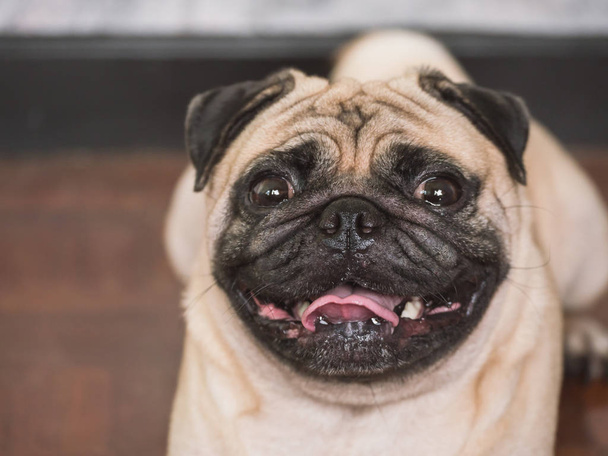Close up of Adorable pug dog, 3 year old, looking at the camera, soft focus - Photo, Image