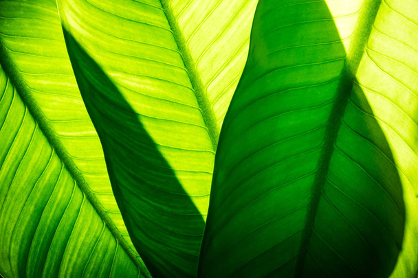 Primer plano de fondo de hojas verdes naturales, textura de follaje tropical
. - Foto, imagen