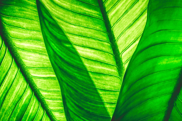 Primer plano de fondo de hojas verdes naturales, textura de follaje tropical
. - Foto, imagen