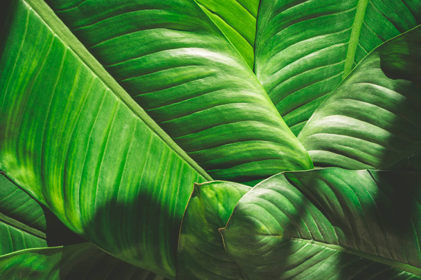 Gros plan sur le fond naturel des feuilles vertes, texture feuillue tropicale
. - Photo, image