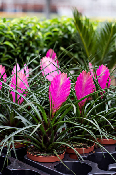 Pink pióro (Wallisia Cyanea) - Zdjęcie, obraz