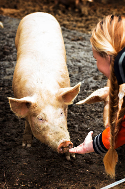 Pigs on the farm. - Foto, Bild