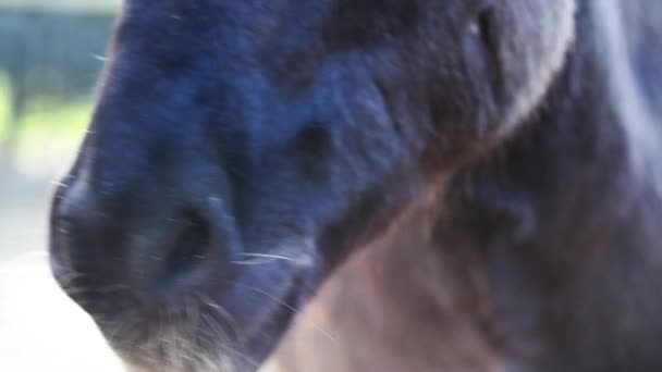 Nariz de burro en el granero
 - Imágenes, Vídeo