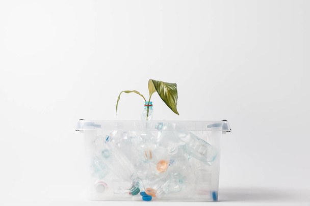 Widok z pojemnika z plastikowych butelek i zielonych liści na białym tle na szary, recykling koncepcja z bliska - Zdjęcie, obraz