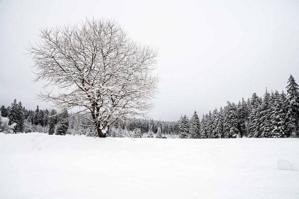 tree in winter landscape - Zdjęcie, obraz