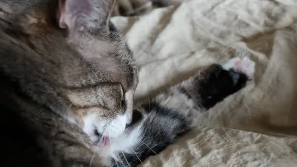 cat washes its muzzle with paws - Footage, Video