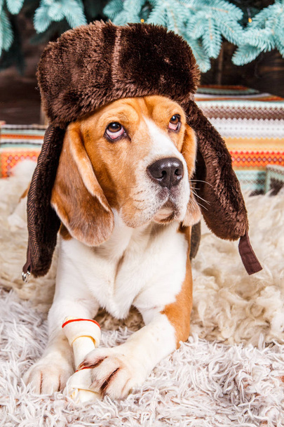 Niedlicher Beagle-Hund mit braunem Pelzhut mit Ohrenklappen liegt, schaut auf und hält den Knochen auf dem Pelzteppich in der Nähe des Neujahrsbaumes. - Foto, Bild