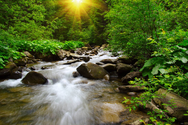 Гірська річка в зелений ліс - Фото, зображення