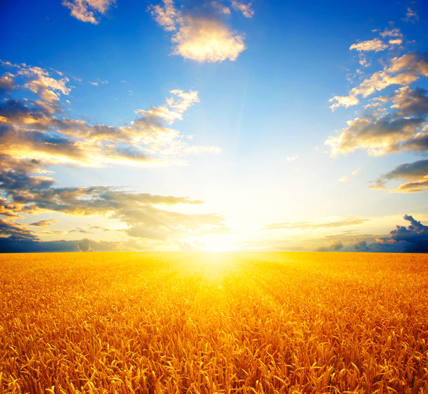 Поле пшеницы - Фото, изображение