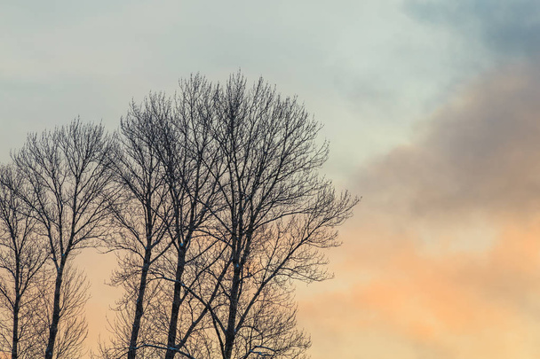 silhouettes d'arbres sur fond d'aube
 - Photo, image