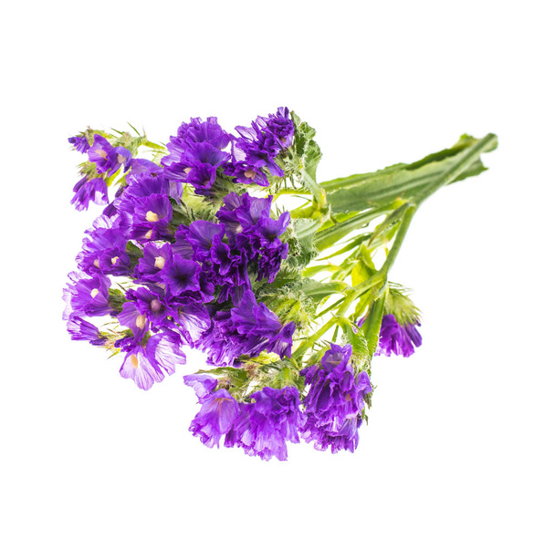Flores secas de kermek, limonium
 - Foto, Imagem