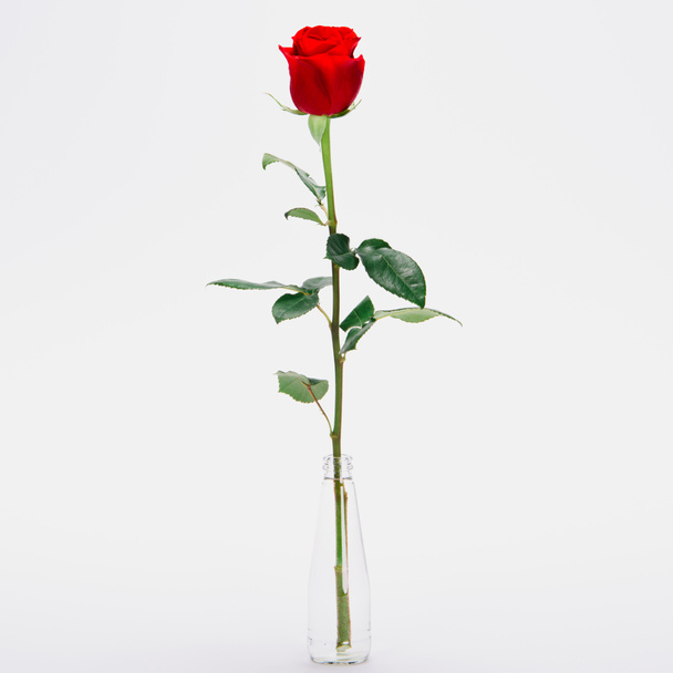 крупным планом вид на красивый цветущий цветок розы в стеклянной банке изолированы на белом
  - Фото, изображение