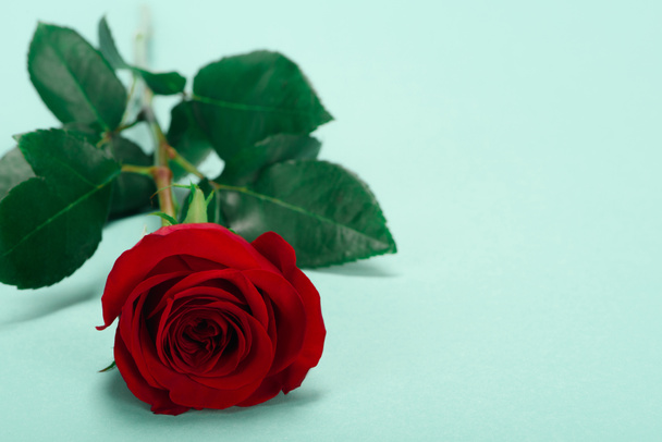 vista de cerca de la hermosa flor de rosa roja con hojas verdes en azul
 - Foto, imagen