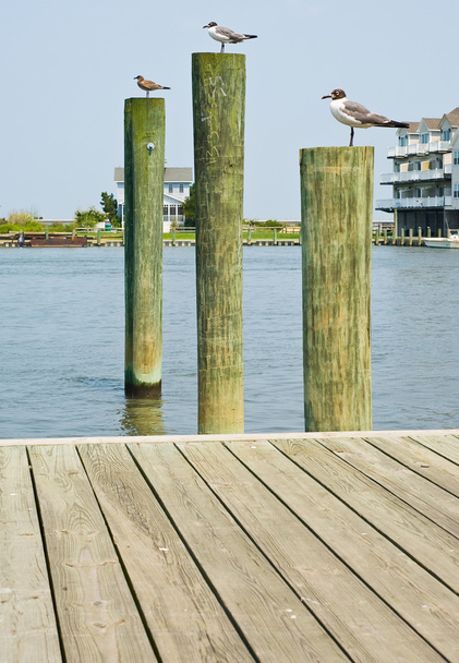Seagulls on Pilings - Photo, Image