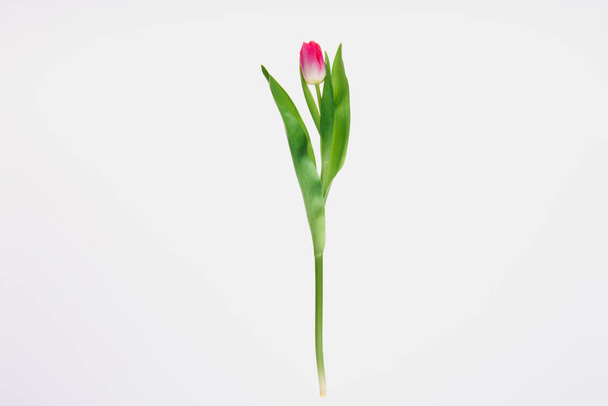 beautiful blooming pink tulip flower with green leaves isolated on white   - Photo, Image