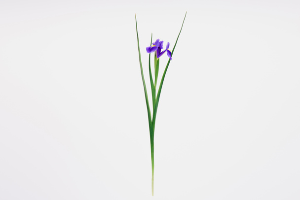 hermosa flor de iris en flor aislada en blanco
  - Foto, Imagen